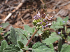 Phacelia hydrophylloides