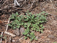 Phacelia hydrophylloides