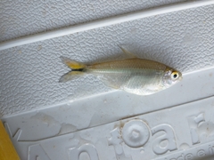 Serrapinnus piaba