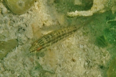 Serranus baldwini