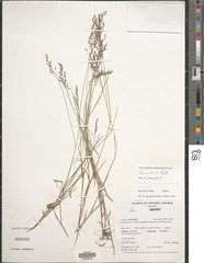 Poa interior