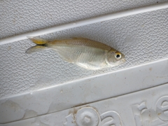 Serrapinnus piaba