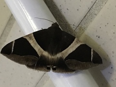Bastilla crameri