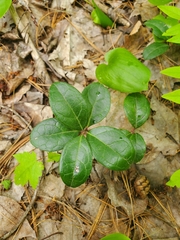 Gaultheria procumbens image