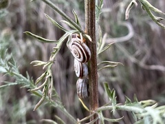 Xerolenta obvia