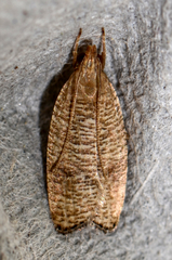 Psilocorsis cryptolechiella