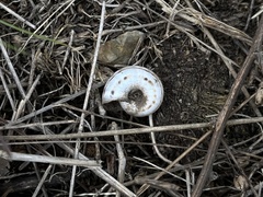 Xerolenta obvia