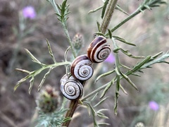 Xerolenta obvia