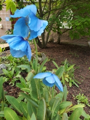 Meconopsis