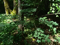 Acer laetum