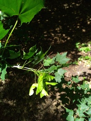 Acer laetum