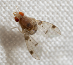 Leucophenga maculosa