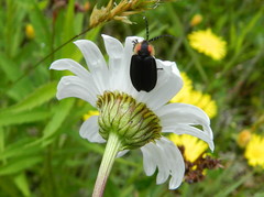 Lucidota atra