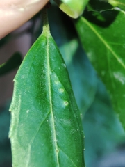 Trioza marginepunctata