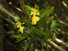 Erycina pusilla