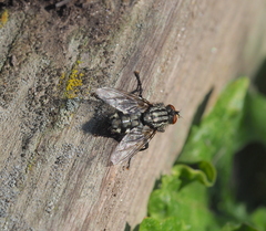 Sarcophaga variegata