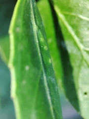 Trioza marginepunctata