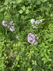 Hesperis matronalis