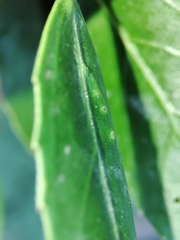 Trioza marginepunctata