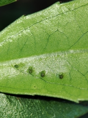 Trioza marginepunctata