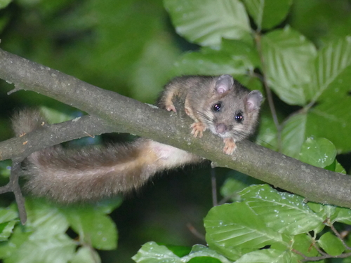 European Fat Dormouse, Schwabing-West, München, Deutschland, photo 10 of 10