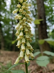 Digitalis micrantha