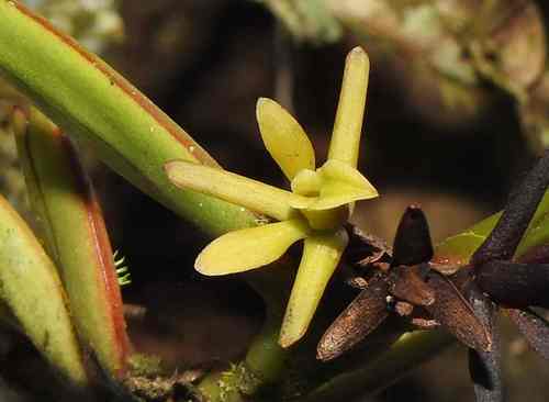 Epidendrum sculptum Rchb.f. 2