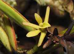 Epidendrum sculptum