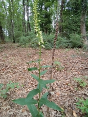 Digitalis micrantha