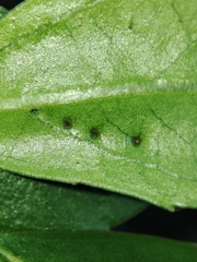 Trioza marginepunctata