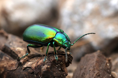 Oreina cacaliae