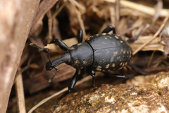 Liparus glabrirostris