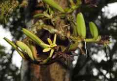 Epidendrum sculptum