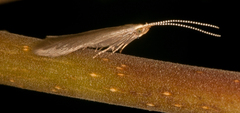 Bedelliidae