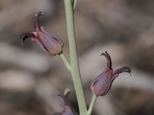 Streptanthus oliganthus