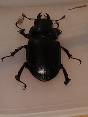 Lucanus placidus