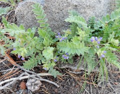 Polemonium californicum