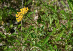 Anthyllis vulneraria