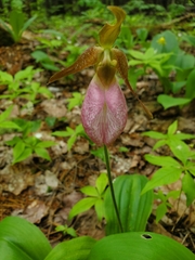Cypripedium acaule image