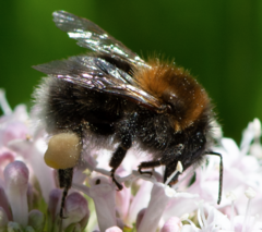 Bombus hypnorum