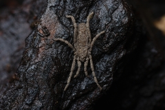 Trogulidae