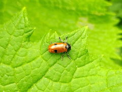 Clytra quadripunctata