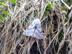 Lycia alpina