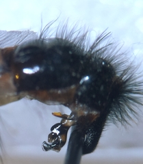 Sarcophaga variegata