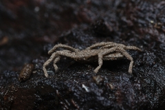 Trogulidae