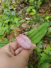 Cypripedium acaule image