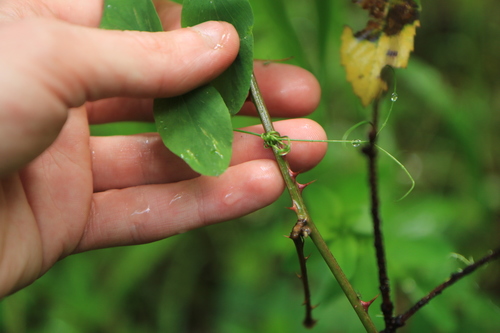 Image of Lathyrus polyphyllus by no rights reserved