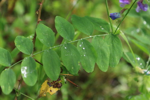 Image of Lathyrus polyphyllus by no rights reserved