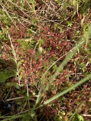 Drosera intermedia