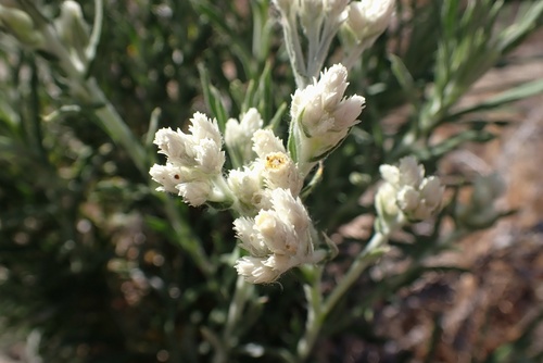 Image of White Rabbit-Tobacco (Pseudognaphalium leucocephalum) by (c) Madeleine Claire, some rights reserved (CC BY)